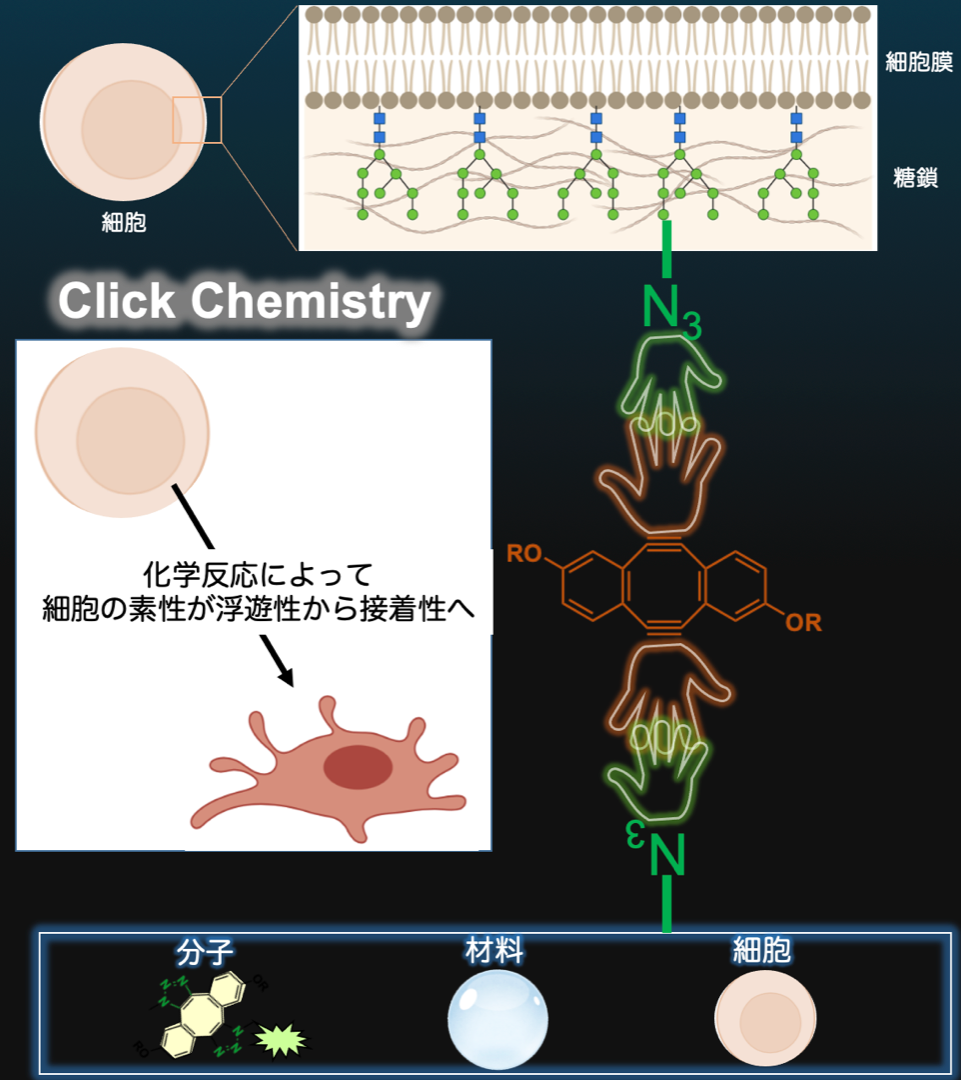 プレスリリース】接着能が失われた細胞の接着因子を呼び起こす新たな